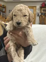 Pink, a female Goldendoodle for sale in Williamstown, NJ – 3 of 4