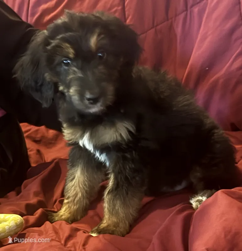 Purple – Goldendoodle puppy for sale in Williamstown, NJ