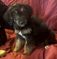 Purple, a female Goldendoodle for sale in Williamstown, NJ – 1 of 10