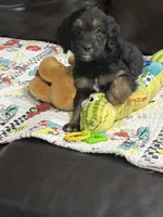 Purple, a female Goldendoodle for sale in Williamstown, NJ – 4 of 10