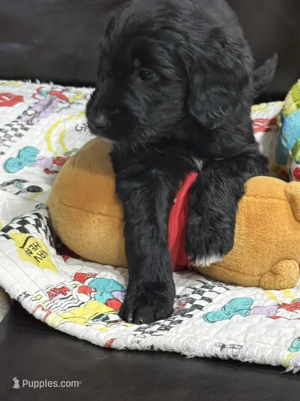 Orange – Goldendoodle puppy for sale in Williamstown, NJ