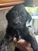 Black, a male Goldendoodle for sale in Williamstown, NJ – 5 of 8
