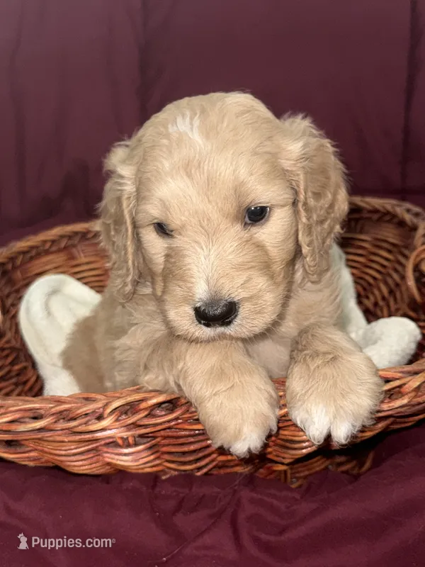 Light Blue – Goldendoodle puppy for sale in Williamstown, NJ