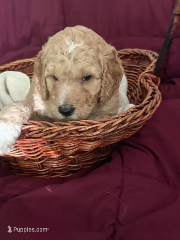 Blue – Goldendoodle puppy for sale in Williamstown, NJ