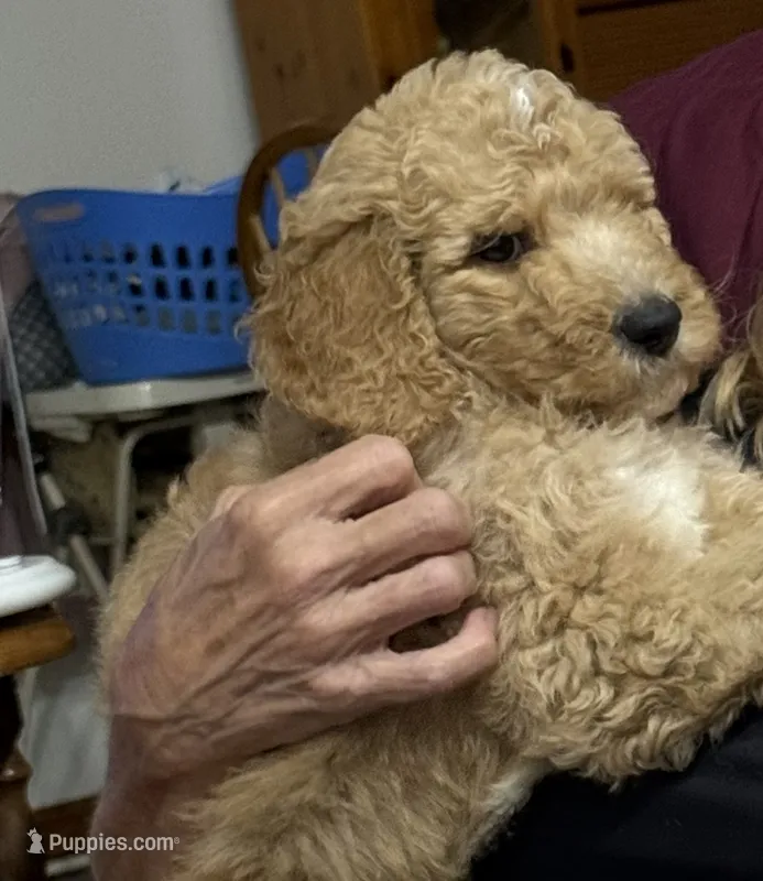 Blue – Goldendoodle puppy for sale in Williamstown, NJ