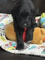 Orange, a male Goldendoodle for sale in Williamstown, NJ – 2 of 9