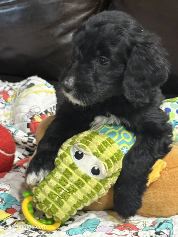 Yellow – Goldendoodle puppy for sale in Williamstown, NJ