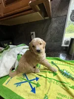 Green, a male Goldendoodle for sale in Williamstown, NJ – 8 of 10