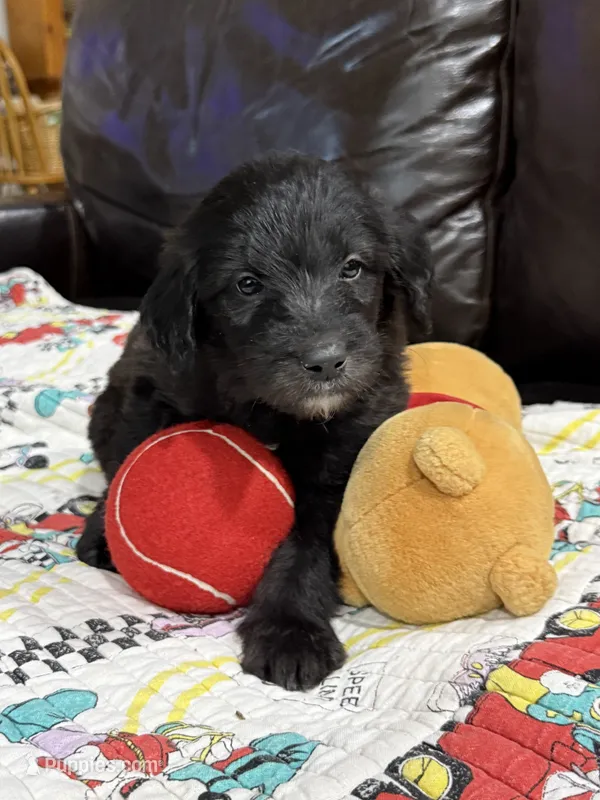 Black – Goldendoodle puppy for sale in Williamstown, NJ