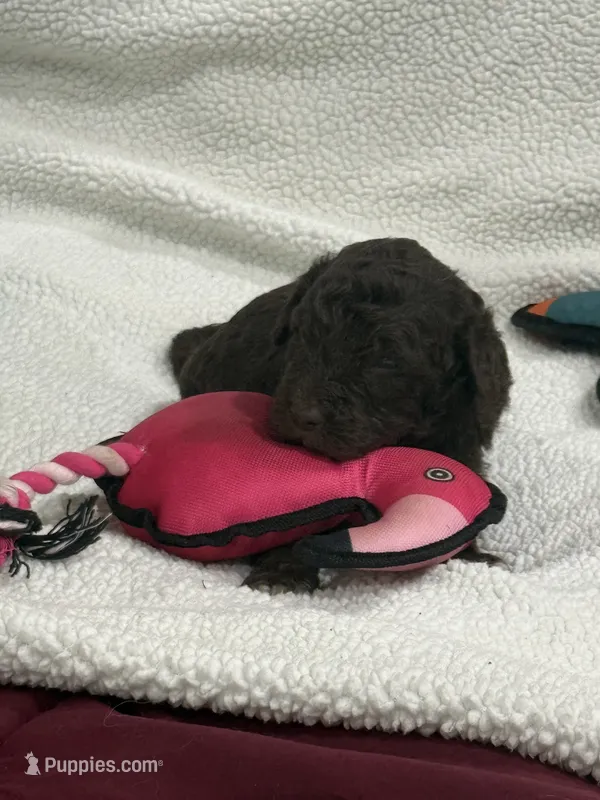 Purple – Goldendoodle puppy for sale in Williamstown, NJ