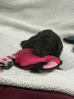 Purple, a female Goldendoodle for sale in Williamstown, NJ – 1 of 3