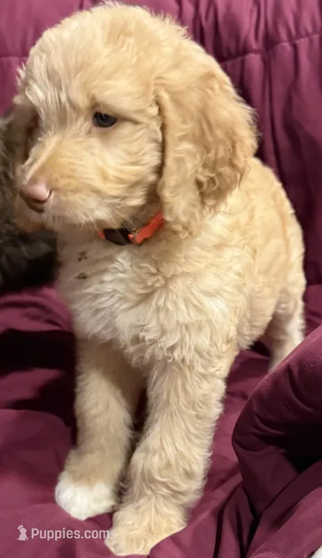 Orange – Goldendoodle puppy for sale in Williamstown, NJ
