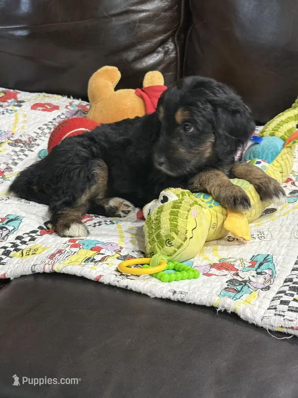 Purple – Goldendoodle puppy for sale in Williamstown, NJ