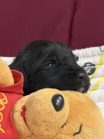 Orange, a male Goldendoodle for sale in Williamstown, NJ – Photo 5 of 5