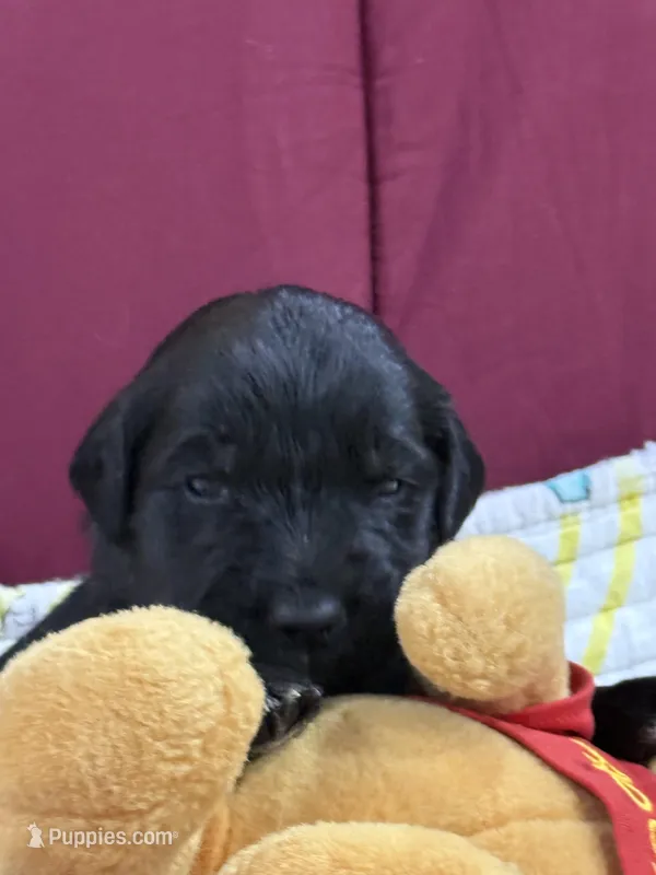 Orange – Goldendoodle puppy for sale in Williamstown, NJ