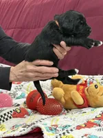 Orange, a male Goldendoodle for sale in Williamstown, NJ – Photo 3 of 5