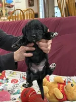 Orange, a male Goldendoodle for sale in Williamstown, NJ – Photo 4 of 5