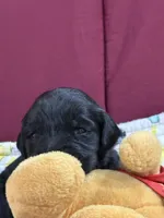 Orange, a male Goldendoodle for sale in Williamstown, NJ – Photo 2 of 5