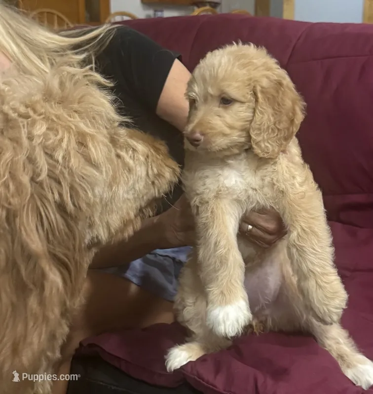 Orange – Goldendoodle puppy for sale in Williamstown, NJ
