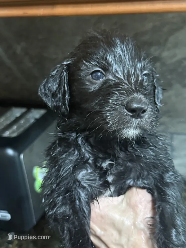 Black – Goldendoodle puppy for sale in Williamstown, NJ