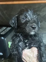 Black, a male Goldendoodle for sale in Williamstown, NJ – 3 of 8