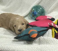 Light Blue, a male Goldendoodle for sale in Williamstown, NJ – 2 of 3