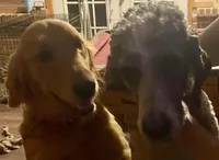 Black, a male Goldendoodle for sale in Williamstown, NJ – Photo 6 of 6