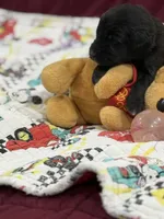 Black, a male Goldendoodle for sale in Williamstown, NJ – Photo 4 of 6