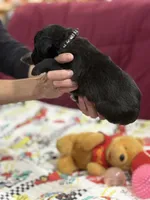 Black, a male Goldendoodle for sale in Williamstown, NJ – Photo 3 of 6