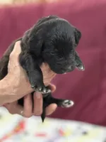 Black, a male Goldendoodle for sale in Williamstown, NJ – Photo 2 of 6