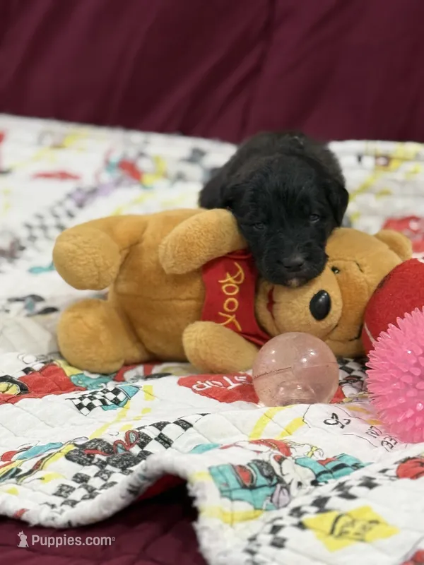 Black – Goldendoodle puppy for sale in Williamstown, NJ