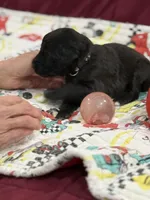 Black, a male Goldendoodle for sale in Williamstown, NJ – Photo 5 of 6