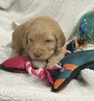 Orange, a female Goldendoodle for sale in Williamstown, NJ – 4 of 4
