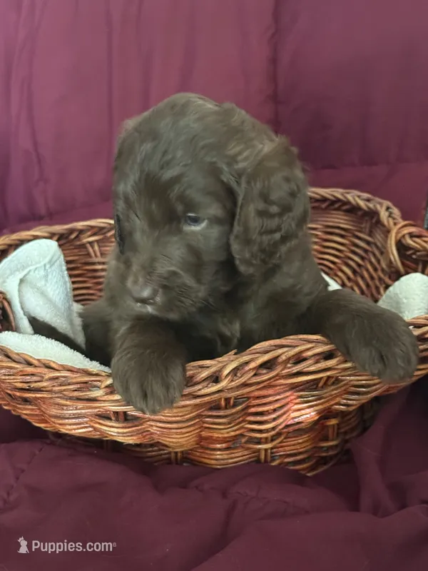 Green – Goldendoodle puppy for sale in Williamstown, NJ