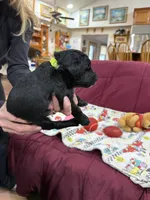 Adventurine, a male Goldendoodle for sale in Williamstown, NJ – Photo 5 of 5