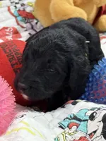 Adventurine, a male Goldendoodle for sale in Williamstown, NJ – Photo 1 of 5