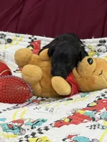 Adventurine, a male Goldendoodle for sale in Williamstown, NJ – Photo 3 of 5