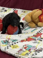 Adventurine, a male Goldendoodle for sale in Williamstown, NJ – Photo 2 of 5