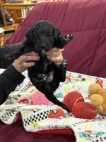 Adventurine, a male Goldendoodle for sale in Williamstown, NJ – Photo 4 of 5