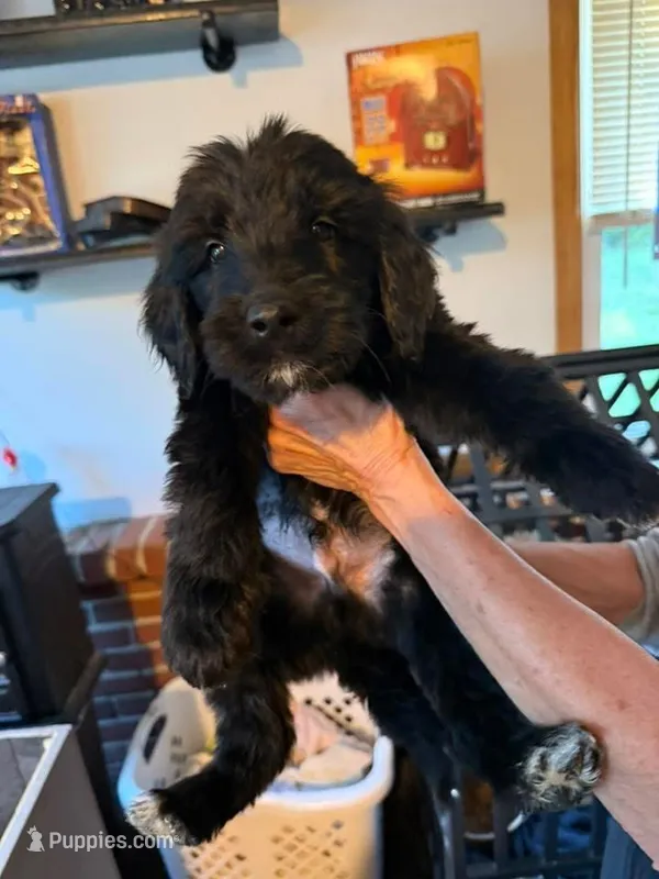 Black – Goldendoodle puppy for sale in Williamstown, NJ