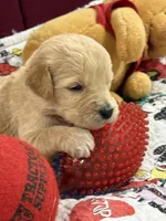 Rose Red, a female Goldendoodle for sale in Williamstown, NJ – Photo 3 of 7