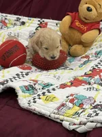 Rose Red, a female Goldendoodle for sale in Williamstown, NJ – Photo 2 of 7