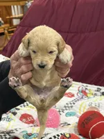 Rose Red, a female Goldendoodle for sale in Williamstown, NJ – Photo 5 of 7