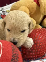 Rose Red, a female Goldendoodle for sale in Williamstown, NJ – Photo 1 of 7