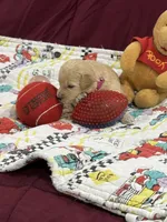 Rose Red, a female Goldendoodle for sale in Williamstown, NJ – Photo 4 of 7