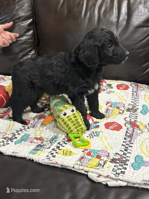 Adventurine – Goldendoodle puppy for sale in Williamstown, NJ