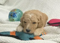 Blue, a male Goldendoodle for sale in Williamstown, NJ – 4 of 4