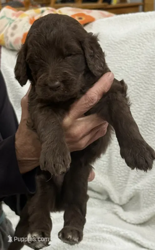 Green – Goldendoodle puppy for sale in Williamstown, NJ