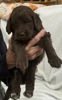 Green, a male Goldendoodle for sale in Williamstown, NJ – 1 of 3