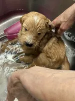 Green, a male Goldendoodle for sale in Williamstown, NJ – 3 of 10